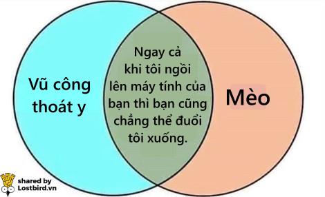 Loạt meme hài hước chỉ những người nuôi mèo mới hiểu Loạt meme hài hước chỉ những người nuôi mèo mới hiểu