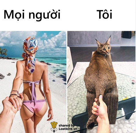 Loạt meme hài hước chỉ những người nuôi mèo mới hiểu Loạt meme hài hước chỉ những người nuôi mèo mới hiểu