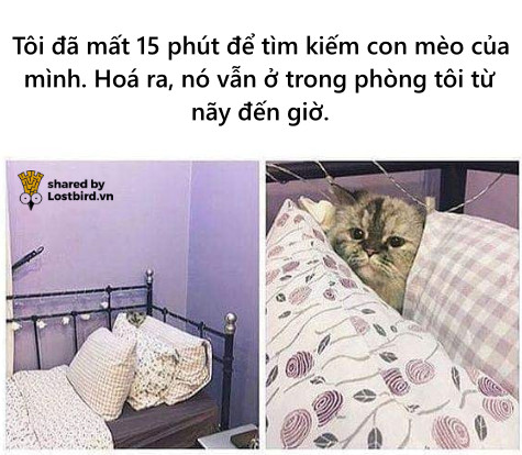 Loạt meme hài hước chỉ những người nuôi mèo mới hiểu Loạt meme hài hước chỉ những người nuôi mèo mới hiểu