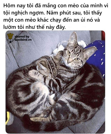 Loạt meme hài hước chỉ những người nuôi mèo mới hiểu Loạt meme hài hước chỉ những người nuôi mèo mới hiểu