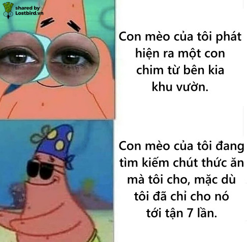 Loạt meme hài hước chỉ những người nuôi mèo mới hiểu Loạt meme hài hước chỉ những người nuôi mèo mới hiểu