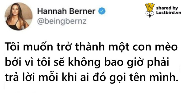 Loạt meme hài hước chỉ những người nuôi mèo mới hiểu Loạt meme hài hước chỉ những người nuôi mèo mới hiểu