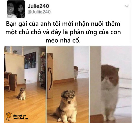 Loạt meme hài hước chỉ những người nuôi mèo mới hiểu Loạt meme hài hước chỉ những người nuôi mèo mới hiểu