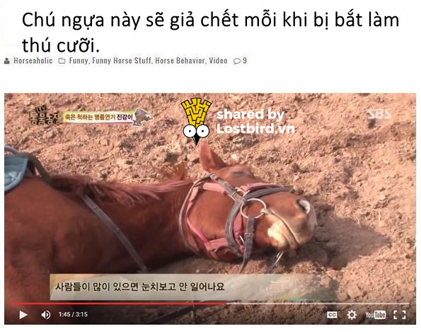 Bằng chứng cho thấy ngựa là một loài động vật hài hước Bằng chứng cho thấy ngựa là một loài động vật hài hước
