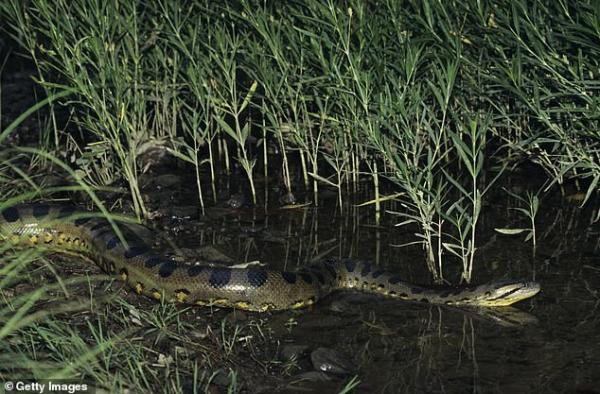 'Quái vật hồ Loch Ness của Trung Quốc' gây xôn xao một vùng hoá ra chỉ là miếng rác cao su khổng lồ 'Quái vật hồ Loch Ness của Trung Quốc' gây xôn xao một vùng hoá ra chỉ là miếng rác cao su khổng lồ