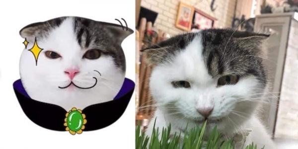 Nguồn gốc của bộ sticker mèo dễ thương từng khiến các Facebookers 'điên đảo' Nguồn gốc của bộ sticker mèo dễ thương từng khiến các Facebookers 'điên đảo'