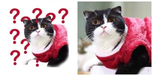 Nguồn gốc của bộ sticker mèo dễ thương từng khiến các Facebookers 'điên đảo' Nguồn gốc của bộ sticker mèo dễ thương từng khiến các Facebookers 'điên đảo'