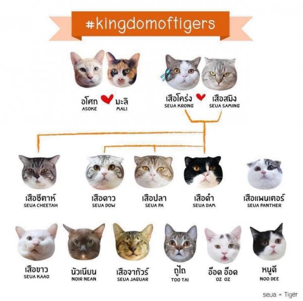 Nguồn gốc của bộ sticker mèo dễ thương từng khiến các Facebookers 'điên đảo' Nguồn gốc của bộ sticker mèo dễ thương từng khiến các Facebookers 'điên đảo'