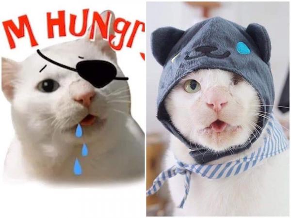 Nguồn gốc của bộ sticker mèo dễ thương từng khiến các Facebookers 'điên đảo' Nguồn gốc của bộ sticker mèo dễ thương từng khiến các Facebookers 'điên đảo'