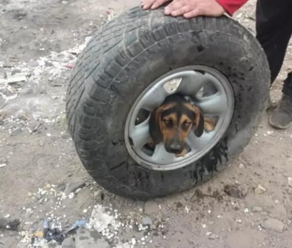 Mải chơi, bé cún kẹt đầu trong lốp xe và may mắn được giải cứu Mải chơi, bé cún kẹt đầu trong lốp xe và may mắn được giải cứu