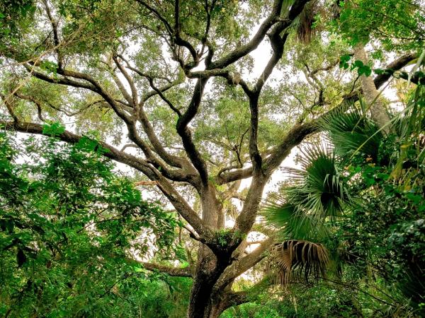 Câu chuyện đáng sợ về cây sồi hơn 150 tuổi bị nguyền rủa Câu chuyện đáng sợ về cây sồi hơn 150 tuổi bị nguyền rủa