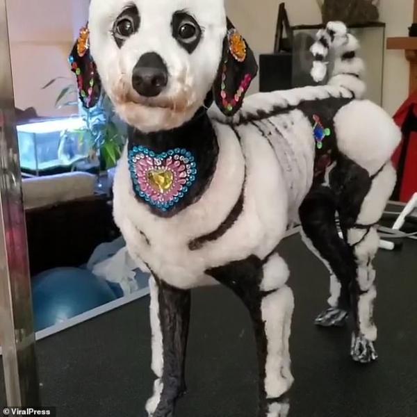 Chủ nuôi gây phẫn nộ vì cắt nhuộm lông chú chó Poodle thành hình thù bộ xương Chủ nuôi gây phẫn nộ vì cắt nhuộm lông chú chó Poodle thành hình thù bộ xương