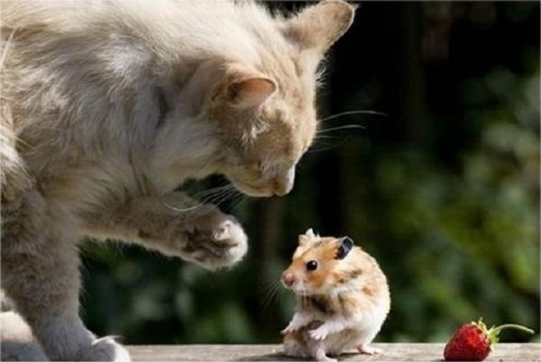 'Bọn tôi sắp ly hôn chỉ vì một con chuột hamster': Cô gái Hàn vén màn cuộc hôn nhân như phim kinh dị 'Bọn tôi sắp ly hôn chỉ vì một con chuột hamster': Cô gái Hàn vén màn cuộc hôn nhân như phim kinh dị