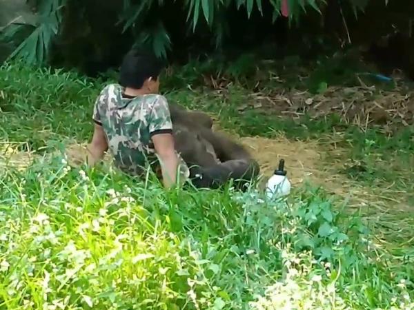 Khoảnh khắc cảm động khi chú voi con bị bỏ rơi nằm ngủ trong lòng người chăm sóc Khoảnh khắc cảm động khi chú voi con bị bỏ rơi nằm ngủ trong lòng người chăm sóc