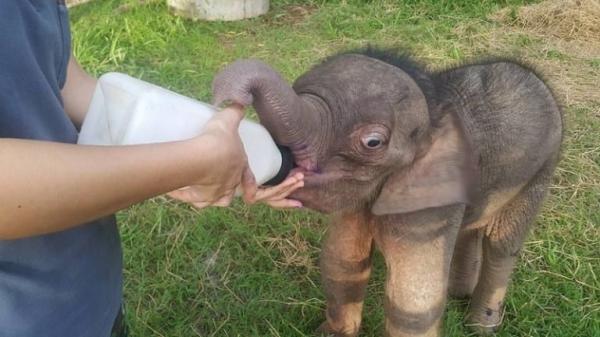 Khoảnh khắc cảm động khi chú voi con bị bỏ rơi nằm ngủ trong lòng người chăm sóc Khoảnh khắc cảm động khi chú voi con bị bỏ rơi nằm ngủ trong lòng người chăm sóc