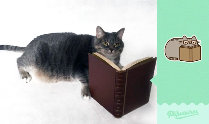 Nhận ra mèo cưng quá giống Pusheen trong truyền thuyết, chàng nghệ sĩ ra tay làm ngay bộ ảnh để đời Nhận ra mèo cưng quá giống Pusheen trong truyền thuyết, chàng nghệ sĩ ra tay làm ngay bộ ảnh để đời