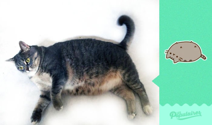 Nhận ra mèo cưng quá giống Pusheen trong truyền thuyết, chàng nghệ sĩ ra tay làm ngay bộ ảnh để đời Nhận ra mèo cưng quá giống Pusheen trong truyền thuyết, chàng nghệ sĩ ra tay làm ngay bộ ảnh để đời