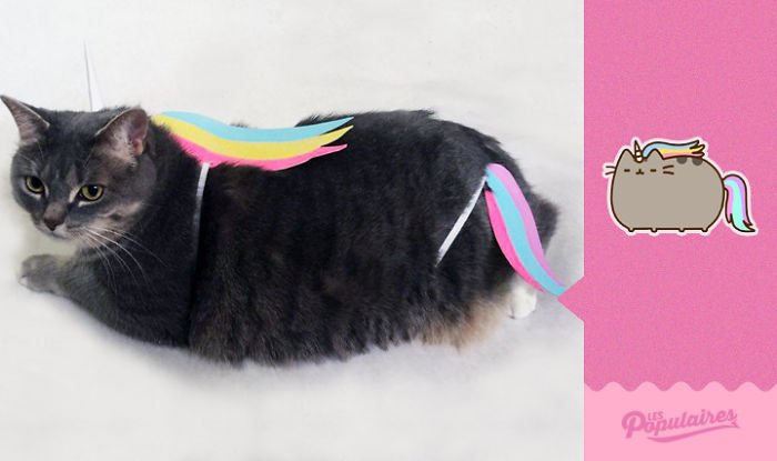 Nhận ra mèo cưng quá giống Pusheen trong truyền thuyết, chàng nghệ sĩ ra tay làm ngay bộ ảnh để đời Nhận ra mèo cưng quá giống Pusheen trong truyền thuyết, chàng nghệ sĩ ra tay làm ngay bộ ảnh để đời