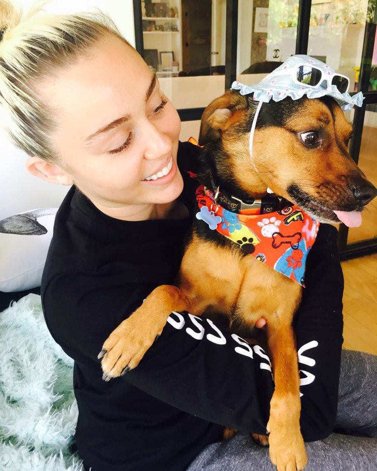 Miley Cyrus đặt tên mới cho Liam sau khi anh cứu được 7 con chó, 4 con ngựa, 2 con lợn và 3 con mèo Miley Cyrus đặt tên mới cho Liam sau khi anh cứu được 7 con chó, 4 con ngựa, 2 con lợn và 3 con mèo