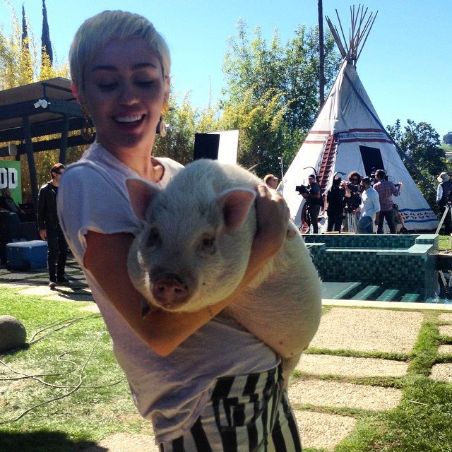 Miley Cyrus đặt tên mới cho Liam sau khi anh cứu được 7 con chó, 4 con ngựa, 2 con lợn và 3 con mèo Miley Cyrus đặt tên mới cho Liam sau khi anh cứu được 7 con chó, 4 con ngựa, 2 con lợn và 3 con mèo
