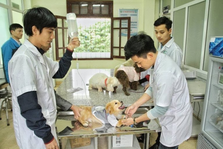 'Tôi khóc mỗi ngày vì phải trợ tử cho động vật': Bác sĩ thú y tiết lộ lý do họ bị trầm cảm dẫn đến tự sát 'Tôi khóc mỗi ngày vì phải trợ tử cho động vật': Bác sĩ thú y tiết lộ lý do họ bị trầm cảm dẫn đến tự sát