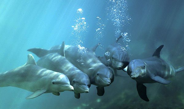 Hãy yêu quý cá heo vì chúng giống với con người hơn bạn nghĩ! Hãy yêu quý cá heo vì chúng giống với con người hơn bạn nghĩ!