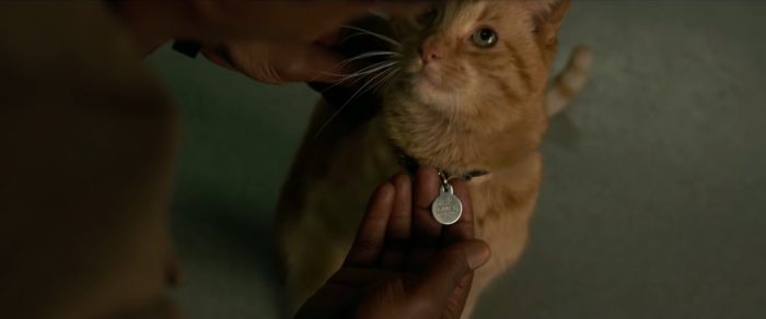 Có đến 4 'boss mèo' tham gia quay 'Captain Marvel' và chúng là những diễn viên chuyên nghiệp Có đến 4 'boss mèo' tham gia quay 'Captain Marvel' và chúng là những diễn viên chuyên nghiệp