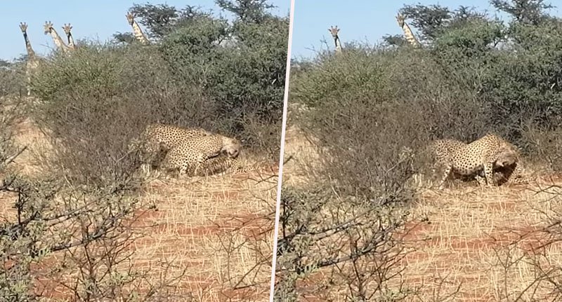 Báo Cheetah 'chơi tay ba' trong bụi rậm, hươu cao cổ tò mò đứng hóng Báo Cheetah 'chơi tay ba' trong bụi rậm, hươu cao cổ tò mò đứng hóng