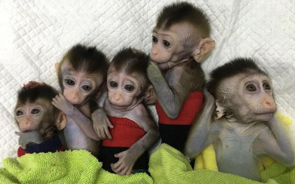 Nhà khoa học Trung Quốc lại tạo ra 5 chú khỉ biến đổi gen gây tranh cãi Nhà khoa học Trung Quốc lại tạo ra 5 chú khỉ biến đổi gen gây tranh cãi