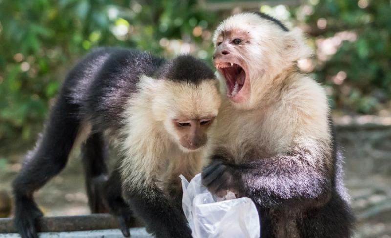 Loạt fact kì thú về động vật mà có thể bạn chưa được học trong giờ Sinh Loạt fact kì thú về động vật mà có thể bạn chưa được học trong giờ Sinh