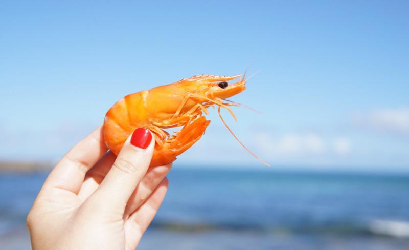 Loạt fact kì thú về động vật mà có thể bạn chưa được học trong giờ Sinh Loạt fact kì thú về động vật mà có thể bạn chưa được học trong giờ Sinh