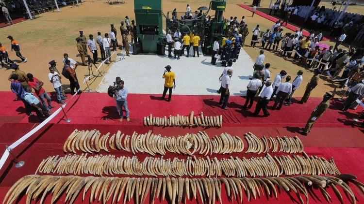 Bà trùm buôn lậu ngà voi Trung Quốc bị chính phủ Tanzania kết án 15 năm tù giam Bà trùm buôn lậu ngà voi Trung Quốc bị chính phủ Tanzania kết án 15 năm tù giam