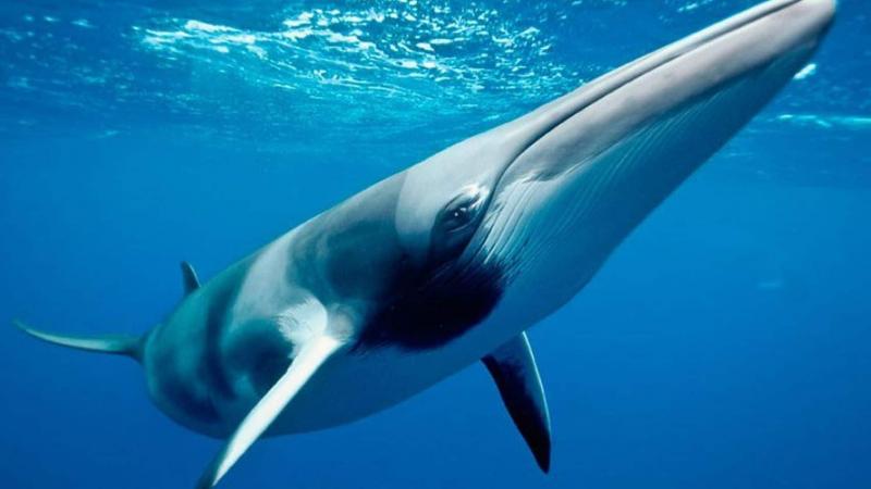 Iceland lên kế hoạch thảm sát hơn 2000 cá voi gây tranh cãi dữ dội Iceland lên kế hoạch thảm sát hơn 2000 cá voi gây tranh cãi dữ dội