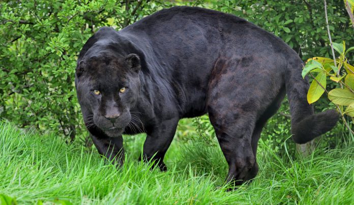 Bất chấp nguy hiểm leo vào chuồng thú hoang dã selfie và cái kết đau thương Bất chấp nguy hiểm leo vào chuồng thú hoang dã selfie và cái kết đau thương