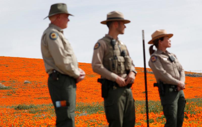 Nhà giàu 'chơi lớn', đáp trực thăng làm tan hoang cánh đồng hoa anh túc tại California Nhà giàu 'chơi lớn', đáp trực thăng làm tan hoang cánh đồng hoa anh túc tại California
