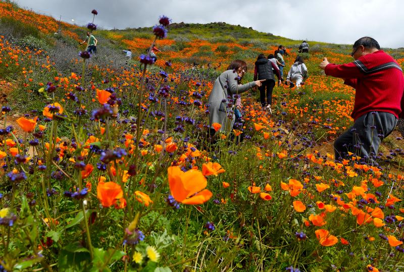 Nhà giàu 'chơi lớn', đáp trực thăng làm tan hoang cánh đồng hoa anh túc tại California Nhà giàu 'chơi lớn', đáp trực thăng làm tan hoang cánh đồng hoa anh túc tại California