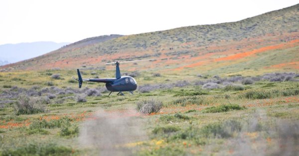 Nhà giàu 'chơi lớn', đáp trực thăng làm tan hoang cánh đồng hoa anh túc tại California Nhà giàu 'chơi lớn', đáp trực thăng làm tan hoang cánh đồng hoa anh túc tại California