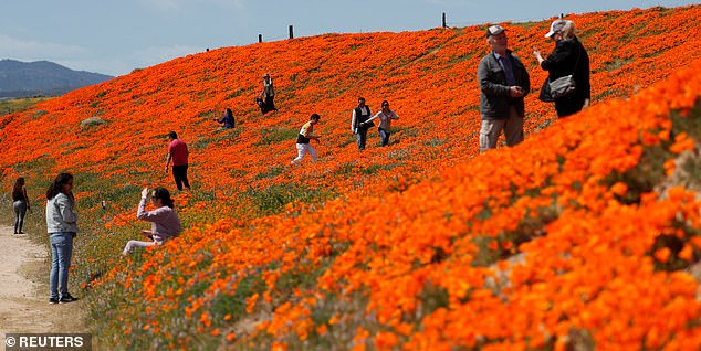 Nhà giàu 'chơi lớn', đáp trực thăng làm tan hoang cánh đồng hoa anh túc tại California Nhà giàu 'chơi lớn', đáp trực thăng làm tan hoang cánh đồng hoa anh túc tại California