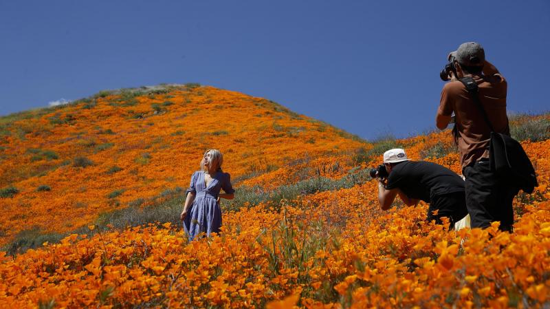 Nhà giàu 'chơi lớn', đáp trực thăng làm tan hoang cánh đồng hoa anh túc tại California Nhà giàu 'chơi lớn', đáp trực thăng làm tan hoang cánh đồng hoa anh túc tại California