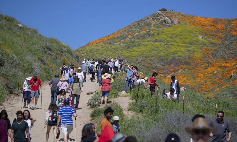 Nhà giàu 'chơi lớn', đáp trực thăng làm tan hoang cánh đồng hoa anh túc tại California Nhà giàu 'chơi lớn', đáp trực thăng làm tan hoang cánh đồng hoa anh túc tại California