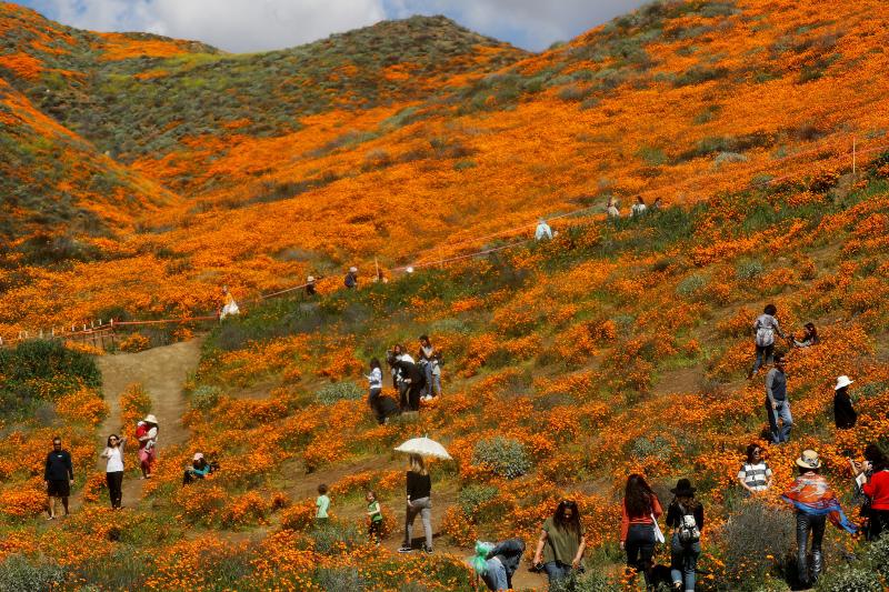 Nhà giàu 'chơi lớn', đáp trực thăng làm tan hoang cánh đồng hoa anh túc tại California Nhà giàu 'chơi lớn', đáp trực thăng làm tan hoang cánh đồng hoa anh túc tại California