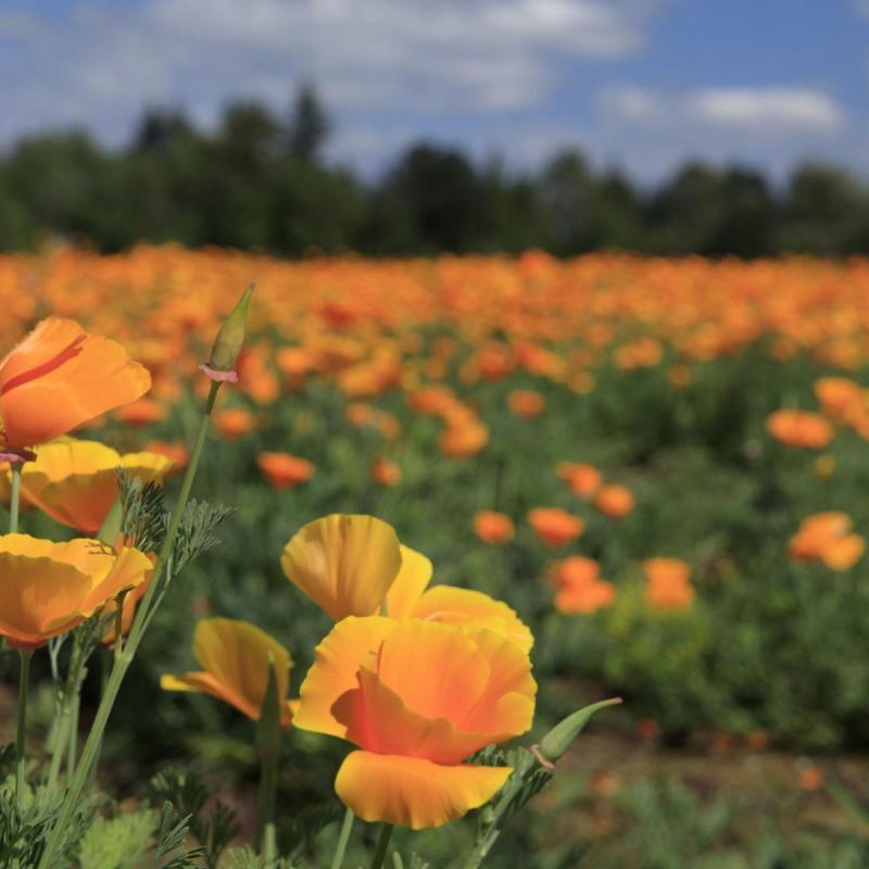 Nhà giàu 'chơi lớn', đáp trực thăng làm tan hoang cánh đồng hoa anh túc tại California Nhà giàu 'chơi lớn', đáp trực thăng làm tan hoang cánh đồng hoa anh túc tại California