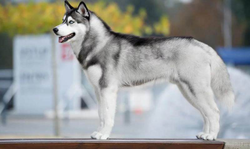 Diễn viên 'Game of Thrones' cảnh báo: Chó Husky bị bỏ rơi nhiều hơn kể từ khi phim ra mắt Diễn viên 'Game of Thrones' cảnh báo: Chó Husky bị bỏ rơi nhiều hơn kể từ khi phim ra mắt
