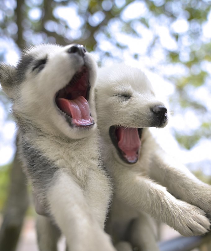 Diễn viên 'Game of Thrones' cảnh báo: Chó Husky bị bỏ rơi nhiều hơn kể từ khi phim ra mắt Diễn viên 'Game of Thrones' cảnh báo: Chó Husky bị bỏ rơi nhiều hơn kể từ khi phim ra mắt
