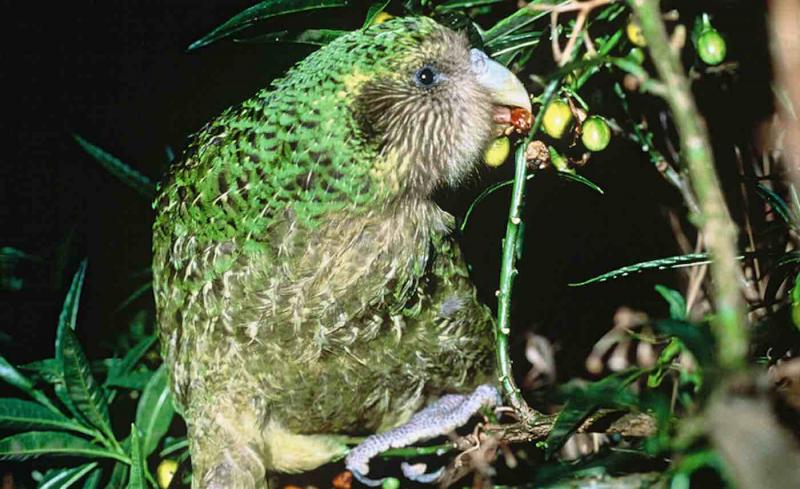 Suýt tuyệt chủng vì thật thà và... lười đẻ, vẹt Kakapo thành công sống sót nhờ bí quyết này Suýt tuyệt chủng vì thật thà và... lười đẻ, vẹt Kakapo thành công sống sót nhờ bí quyết này