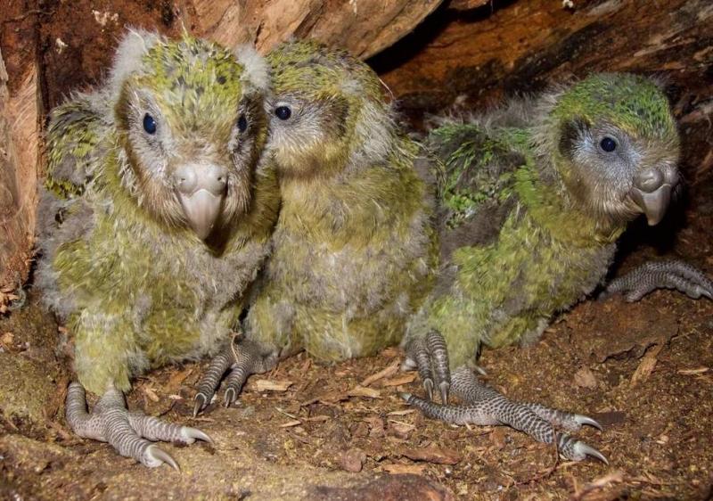 Suýt tuyệt chủng vì thật thà và... lười đẻ, vẹt Kakapo thành công sống sót nhờ bí quyết này Suýt tuyệt chủng vì thật thà và... lười đẻ, vẹt Kakapo thành công sống sót nhờ bí quyết này
