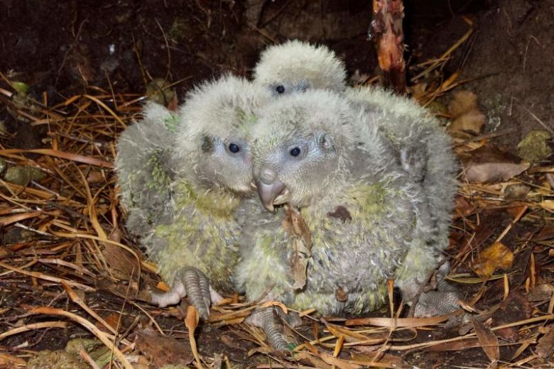 Suýt tuyệt chủng vì thật thà và... lười đẻ, vẹt Kakapo thành công sống sót nhờ bí quyết này Suýt tuyệt chủng vì thật thà và... lười đẻ, vẹt Kakapo thành công sống sót nhờ bí quyết này