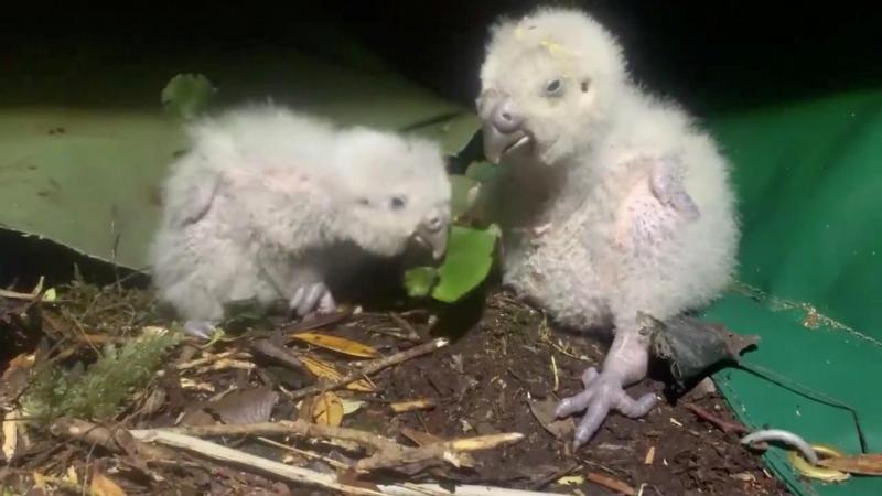 Suýt tuyệt chủng vì thật thà và... lười đẻ, vẹt Kakapo thành công sống sót nhờ bí quyết này Suýt tuyệt chủng vì thật thà và... lười đẻ, vẹt Kakapo thành công sống sót nhờ bí quyết này