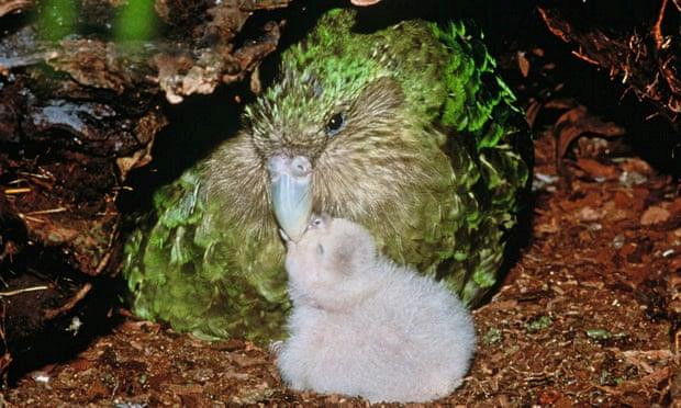 Suýt tuyệt chủng vì thật thà và... lười đẻ, vẹt Kakapo thành công sống sót nhờ bí quyết này Suýt tuyệt chủng vì thật thà và... lười đẻ, vẹt Kakapo thành công sống sót nhờ bí quyết này