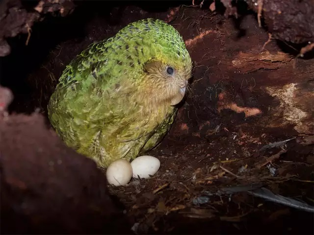 Suýt tuyệt chủng vì thật thà và... lười đẻ, vẹt Kakapo thành công sống sót nhờ bí quyết này Suýt tuyệt chủng vì thật thà và... lười đẻ, vẹt Kakapo thành công sống sót nhờ bí quyết này